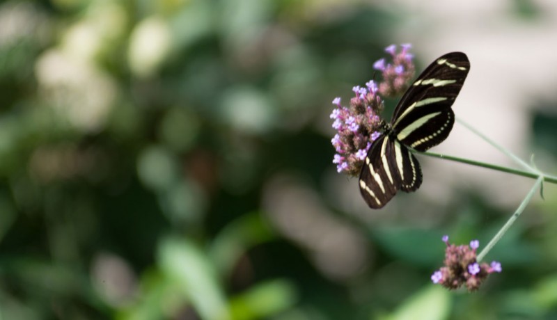 butterfly-bokeh