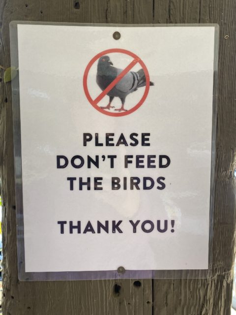 This is a photo of a sign which reads Please don't feed the birds. Thank you!