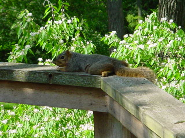 splooting squirrel avoiding excessive heat warnings